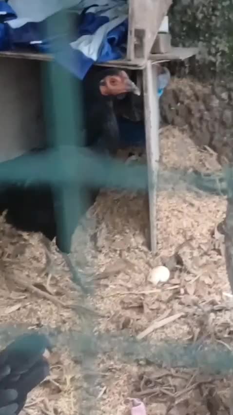 ini dia kandang kecil untuk swasembada pangan. lumayan kan...
