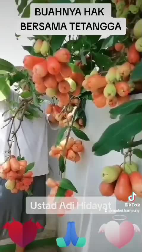 Buahnya Hak Bersama Tetangga