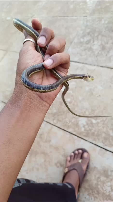 ular  #RCTIPlus  #HOTrctiplus  #videokreatif 
 #virall 