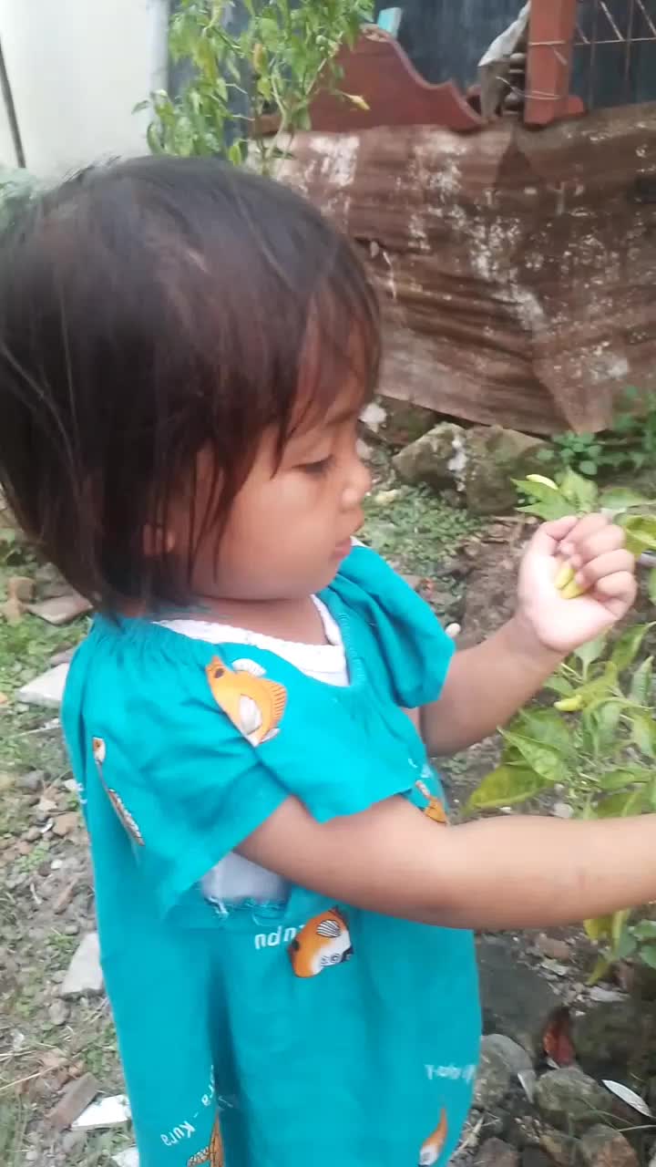 panen cabe guys dikebon sendiri
dikalian harga cabe berapa guys🤭🥰
#berkebun di halaman rumah 
#panen cabe (cabe beneran) 
#anakhebat 