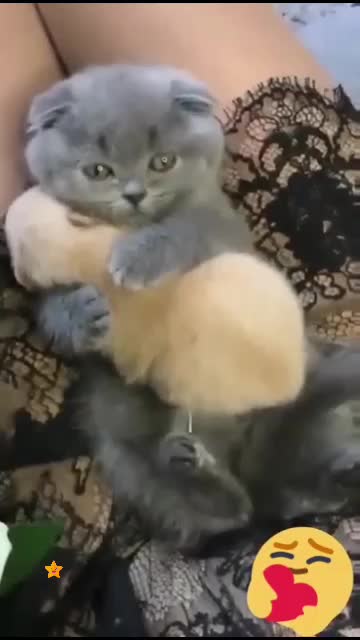 Cute cat