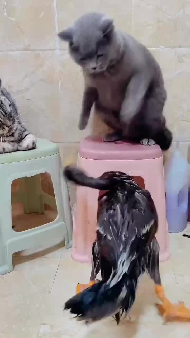 Hantam cing
