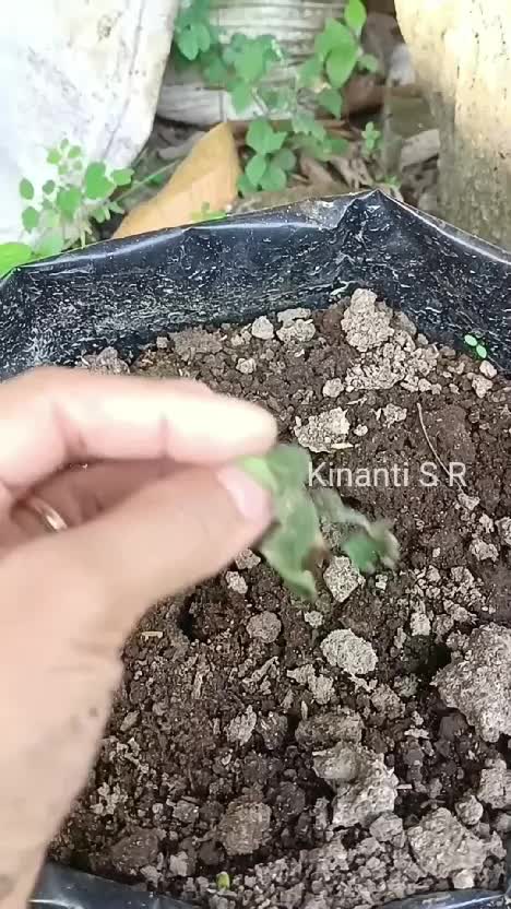 menanam cabe dan tomat di polibek, labu siam gagal tumbuh karena membusuk. #suasanapedesaan #berkebun #menanamdihalaman #hobiberkebun 