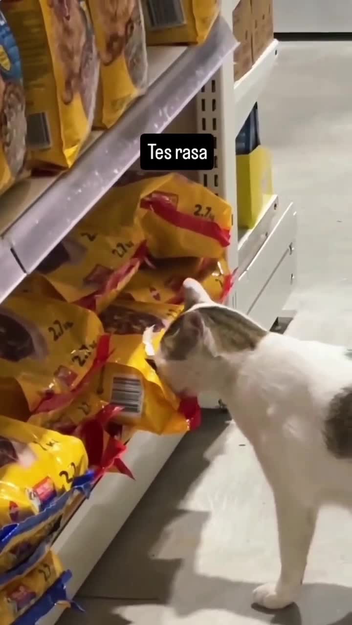 Icap Duli..
#Fyp #kucing #kucingindonesia #videoviral #videolucu #videongakak #ngakak #lucu #like #dagelan #HOT