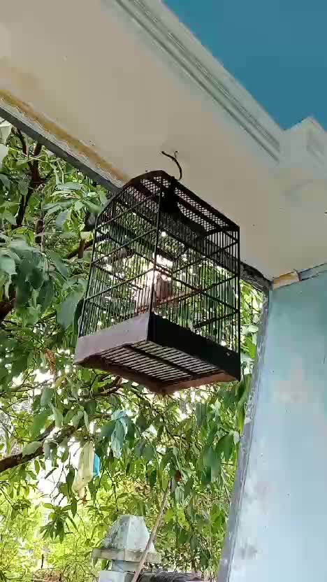 cuitan burung kuther