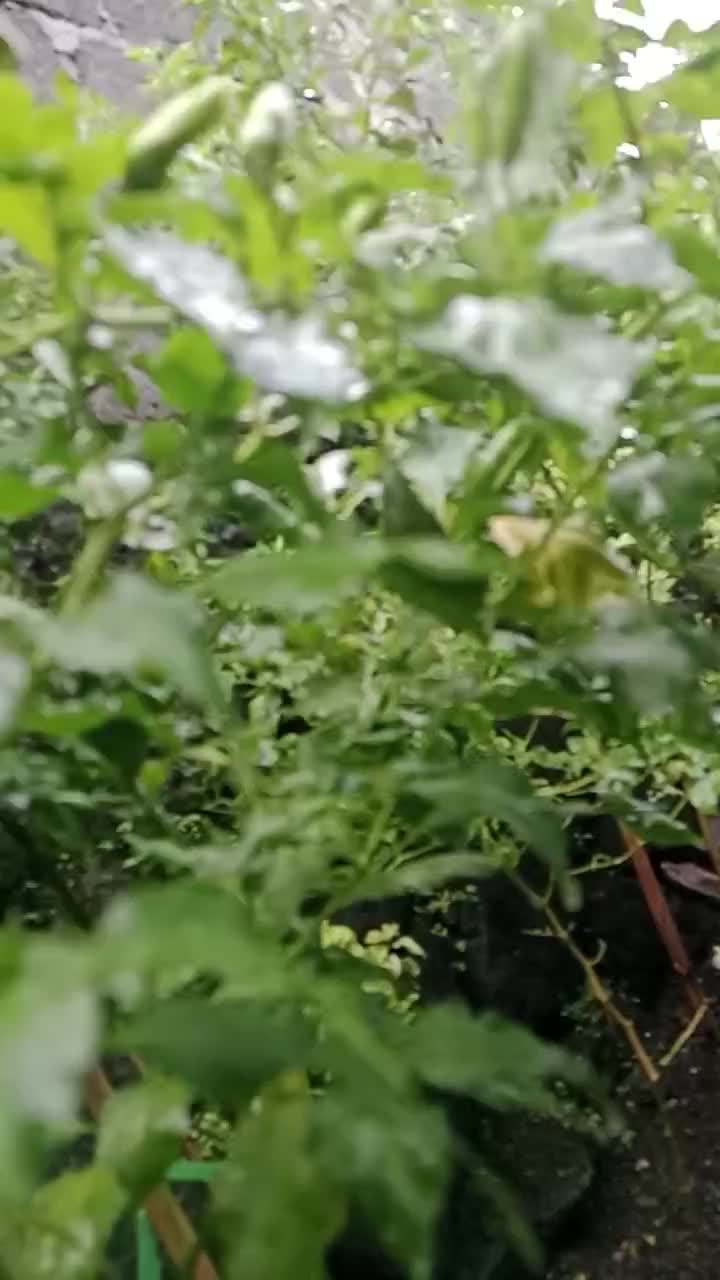 Halaman rumah, buat tanami rempah