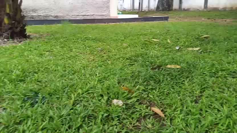  #halaman rumah hijau #HOTrctiplus  #onepiece #kelas goalnya #Rumput laut bisa dibikin kaya gini loh #mandihujan 