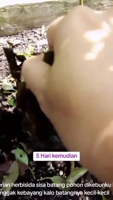 herbisida biologis dikebunku  #herbisida 