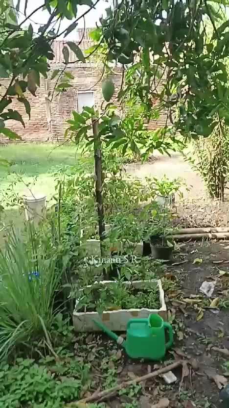 gagal panen mangga
#Berkebun #shortplus #short 