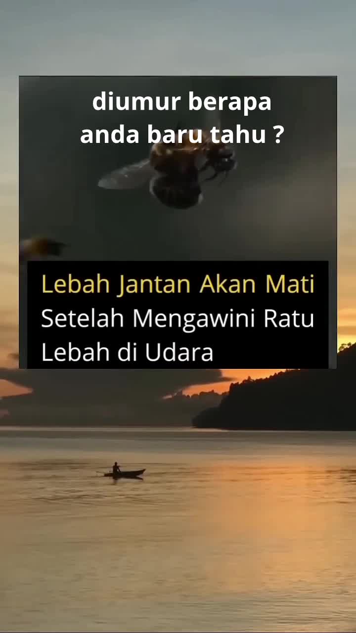 Diumur brpa Anda tahu 
#lebah jantan