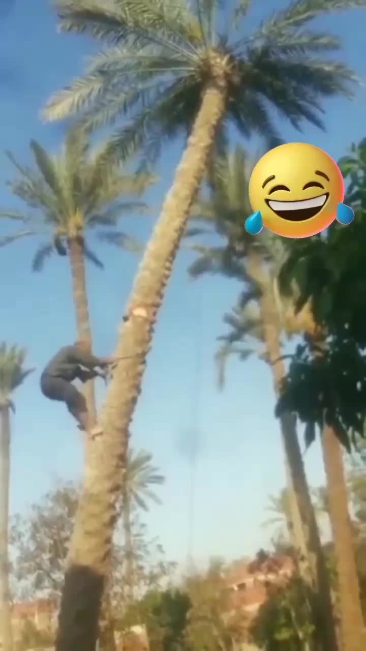 hnans