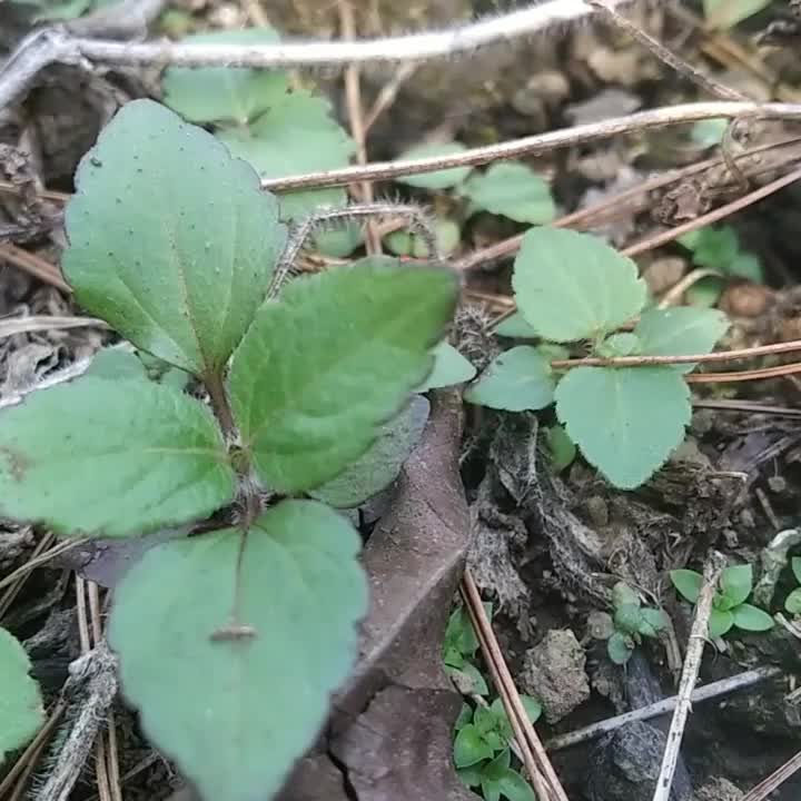 ladybug 
 #ladybug  #ladybird  #kumbang  #serangga 