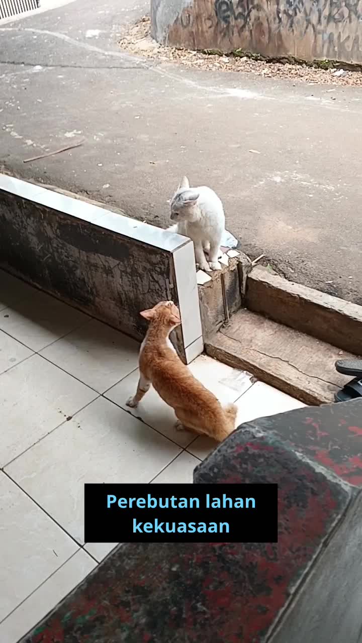 ketika mafia lahan sedang memperebutkan wilayah kekuasaan.