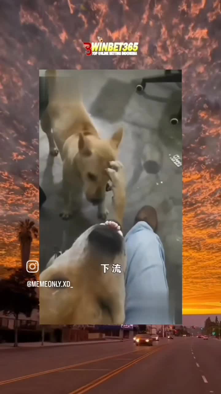 knpe lu #dasar kelakuan anjing #Emang dasar Anjink semua #anjing aja jago kamu? 