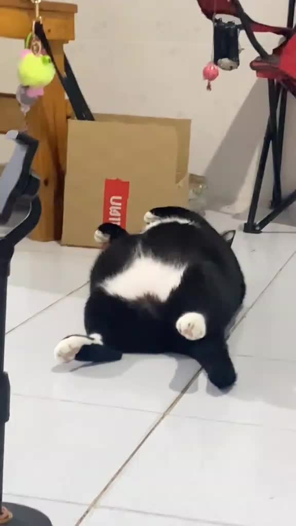 kucing 