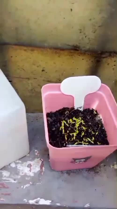 perkembangan starter kit 10ribuan
