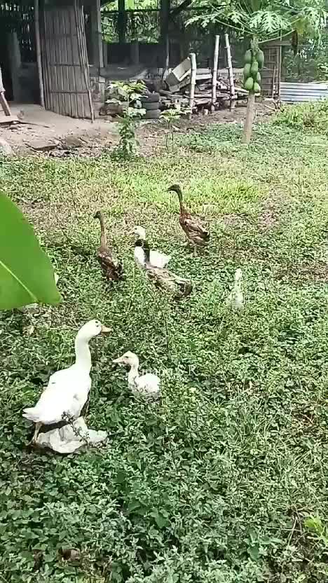 Panen lagi, petik buah pepaya organik di kebun belakang rumah
#berkebun #fyp #short #shortplus #berkebundirumah #pepaya #panenpepaya #petikp