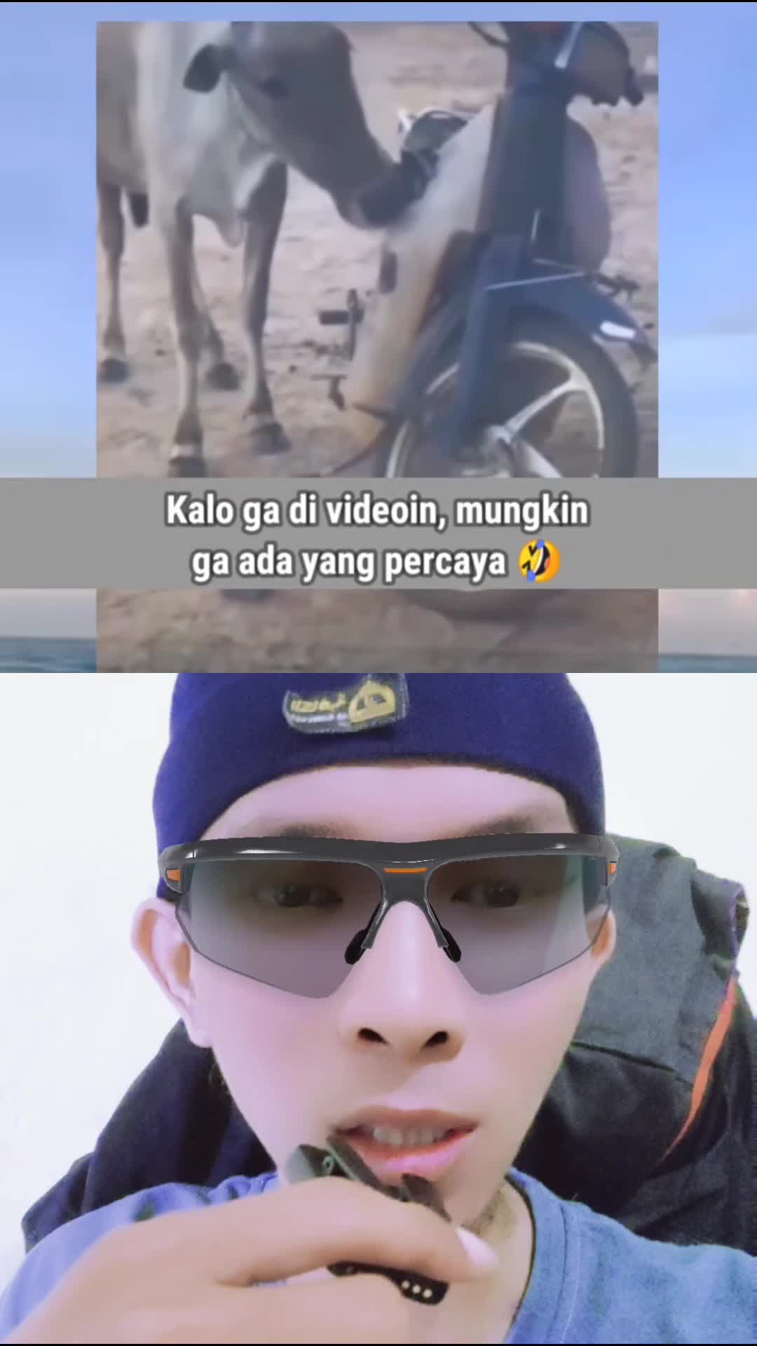 SAPI MAKAN BODI MOTOR DI DUGA KARENA KELAPARAN 