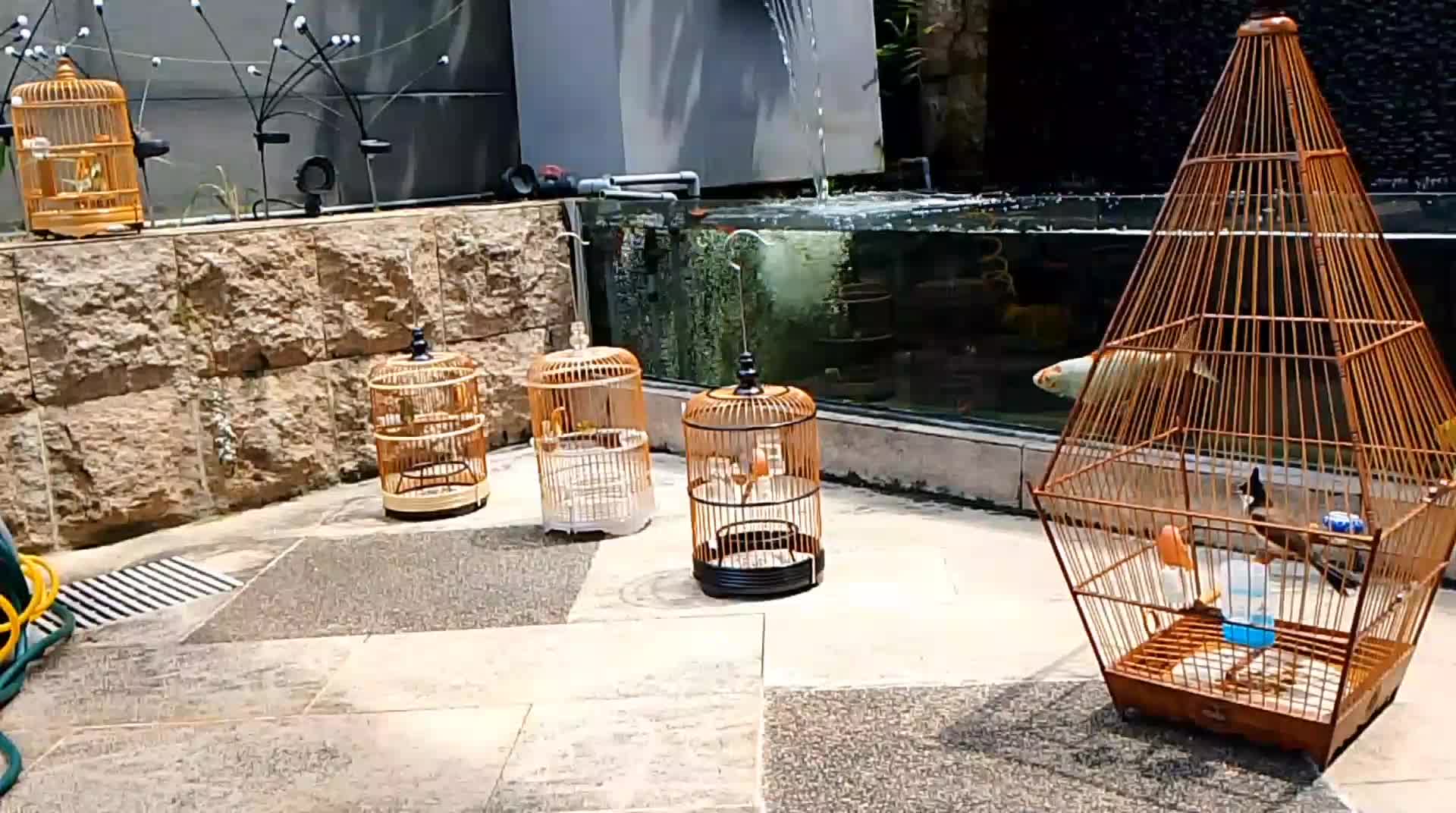 #fypシ゚viral #fypシ #burungkicau 