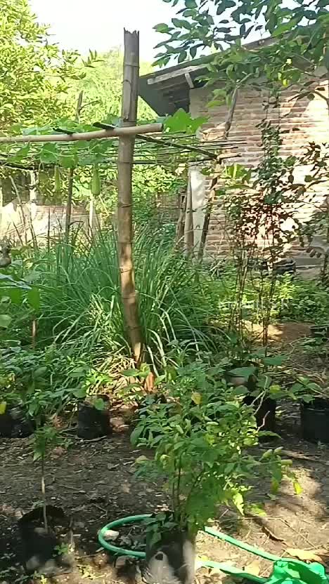 Petik cabe dan tomat lagi yuk #Berkebun #hobbyberkebun #berkebundirumahaja #suasanapedesaan #suasanahidupdidesa #hidupdidesa 