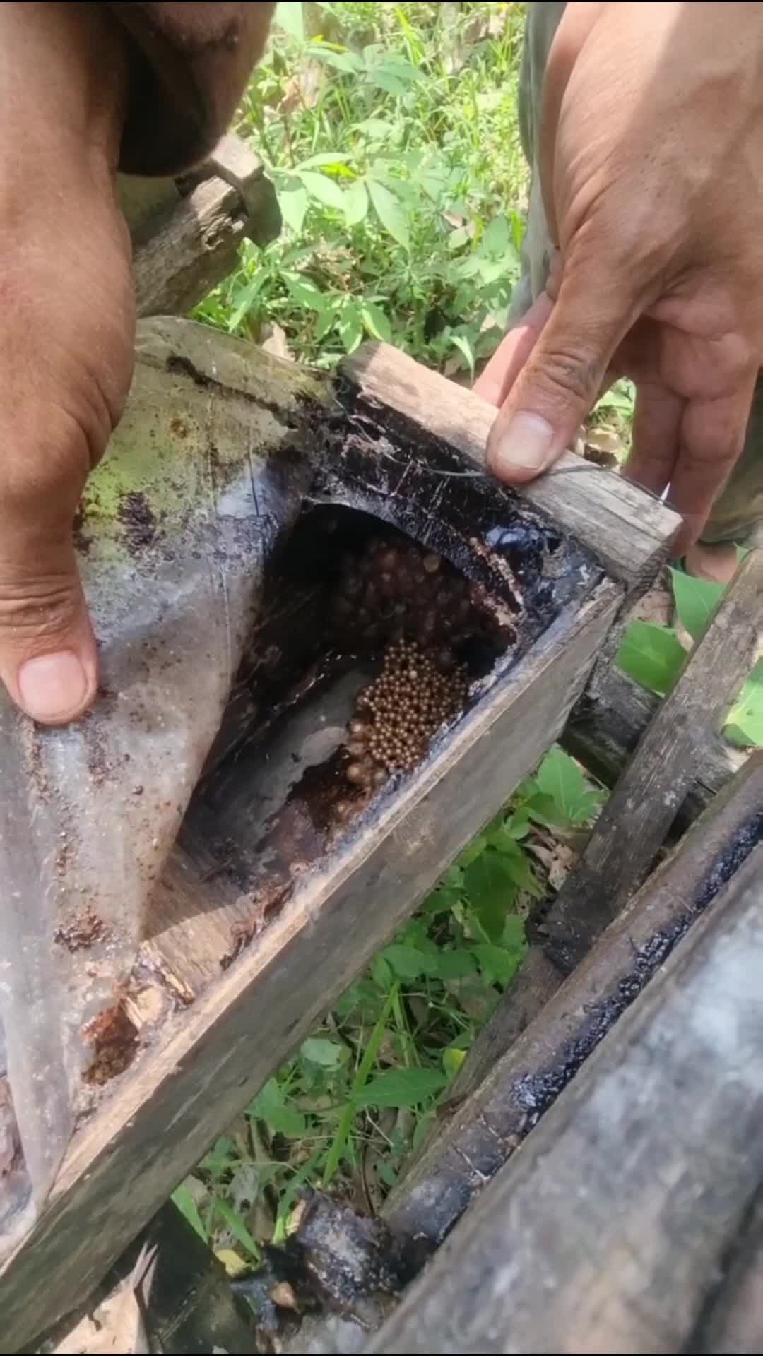 Madu teuweul #beranda #viral #petualangan #LebahMadu