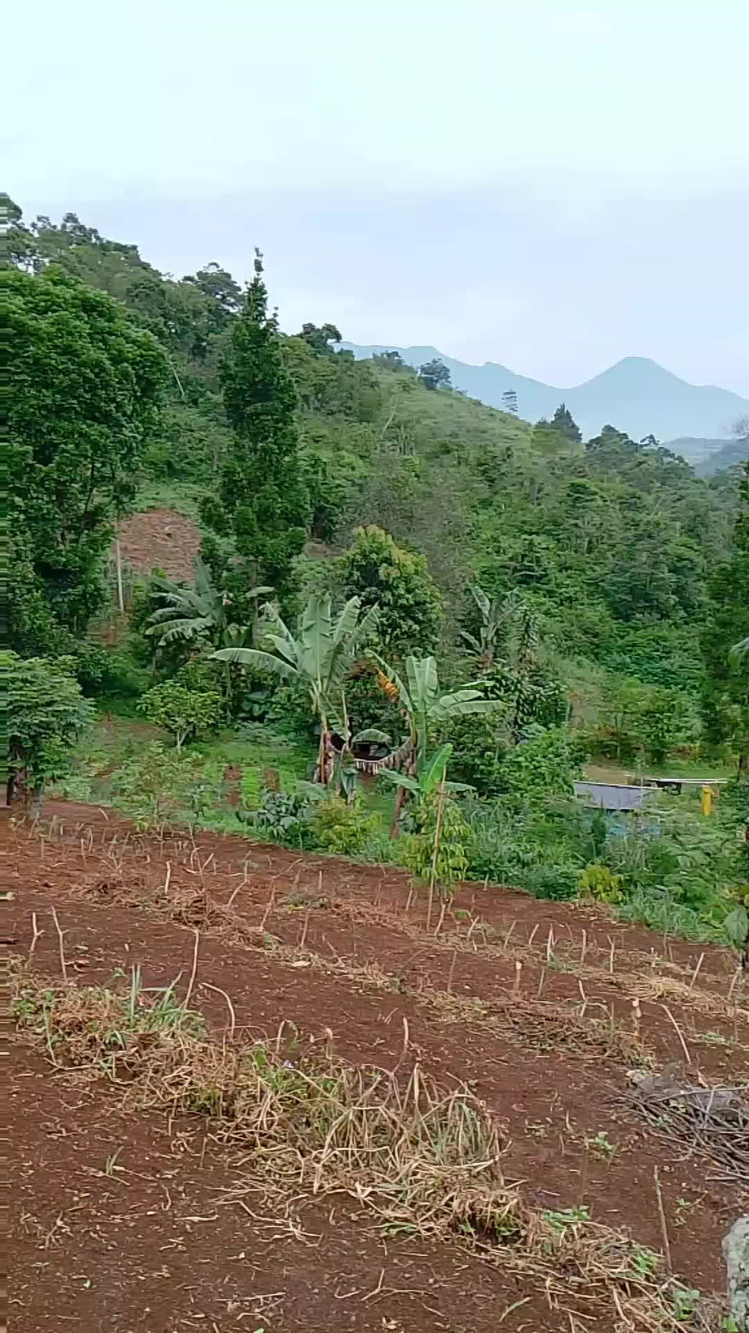 kebun di pinggir gunung #fyp #viral 
