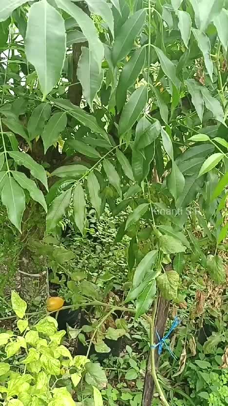 Saatnya petik sayuran di kebun
cuaca cerah, secerah harapan yg akan segera menjadi kenyataan aamiin
#Berkebun #petiksayuran #panensayuran #b