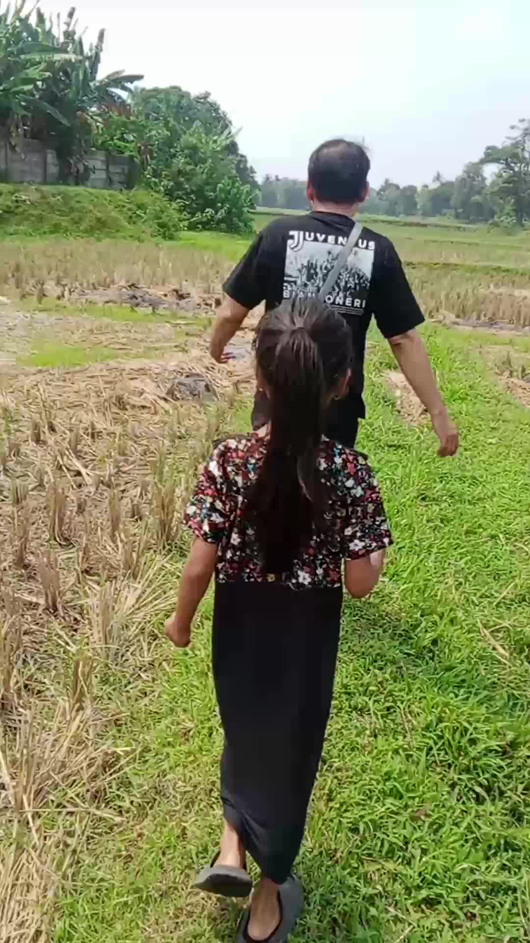 sawah