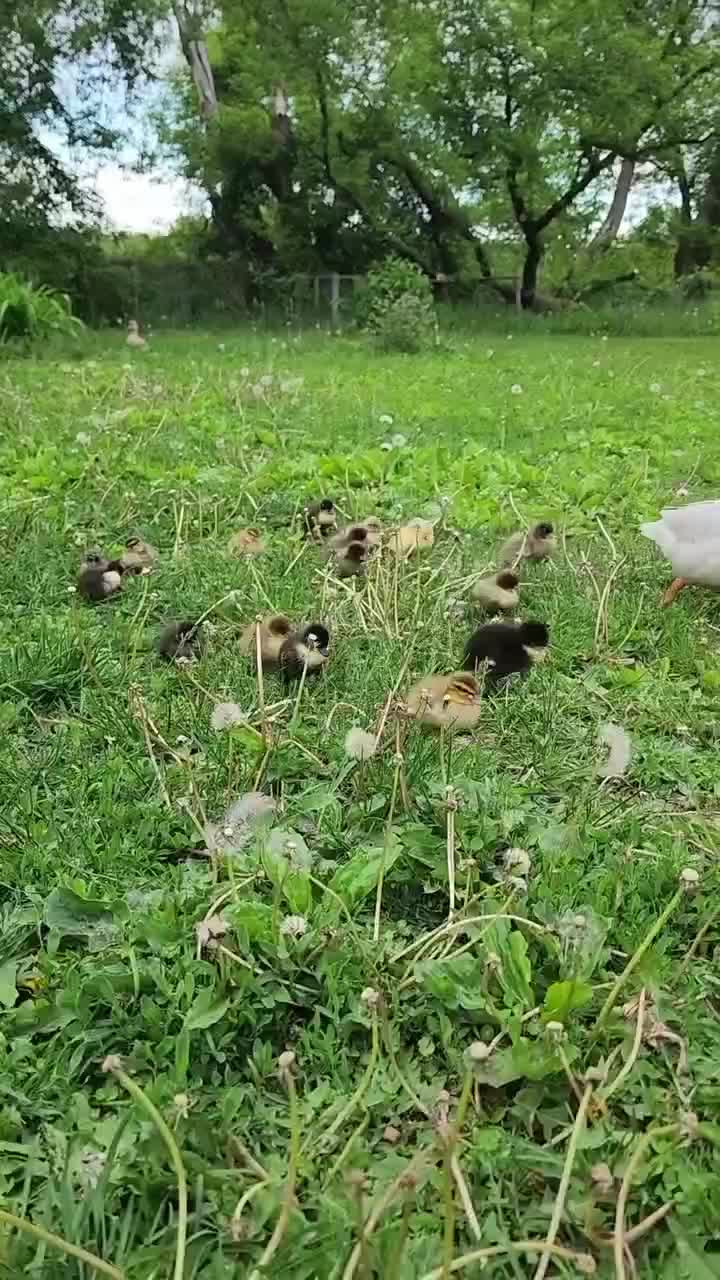 supermom
#HOTrctiplus #shortplus #entok #peternak #beternak #slowliving