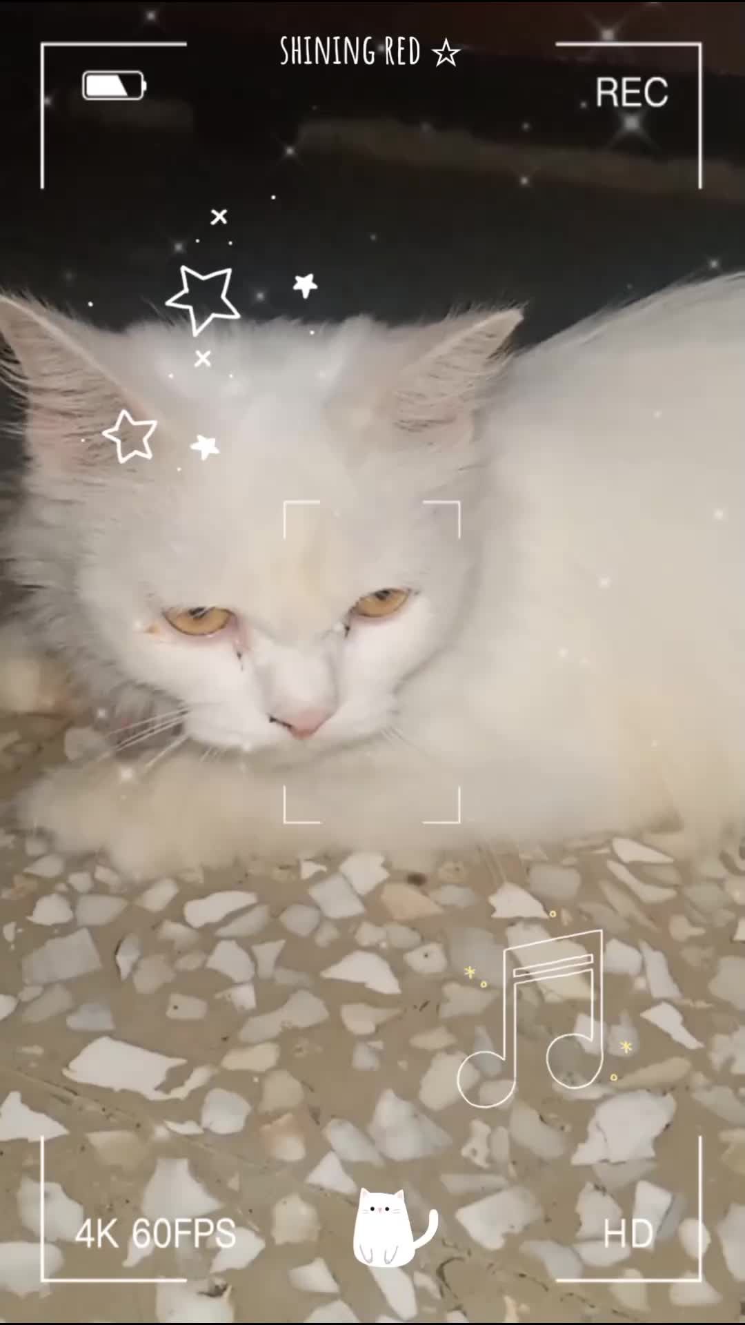 cleo