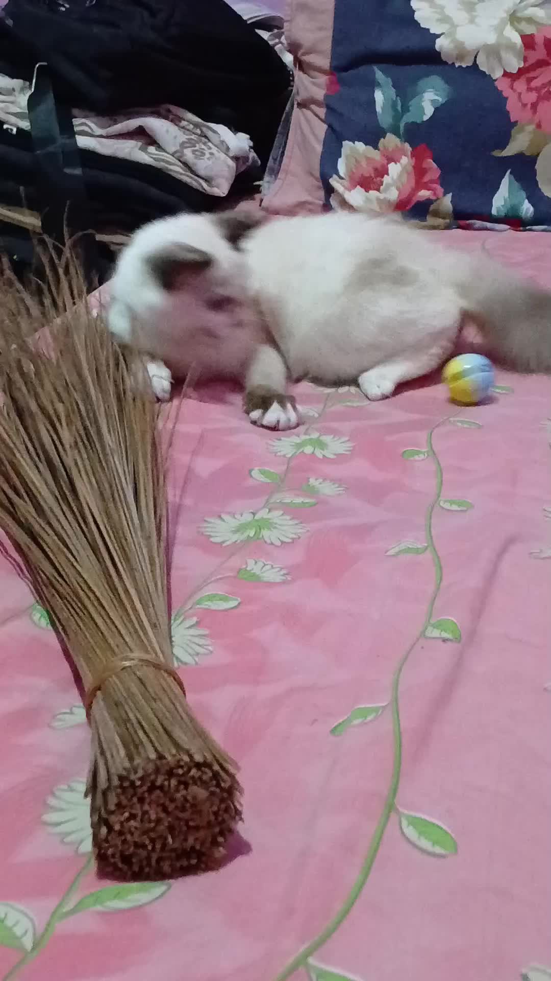 POV nemu mainan baru  #Kucing  #kucinglucu  #duniakucing  #kucingputih  #mainan apa ini? serem banget 
