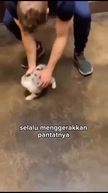 seekor anjing tanpa ekor


#fyp #short #rigelagency #OriginalSong #HOTrctiplus #RCTIPlus  #viral #HOT #videolucu #hewan