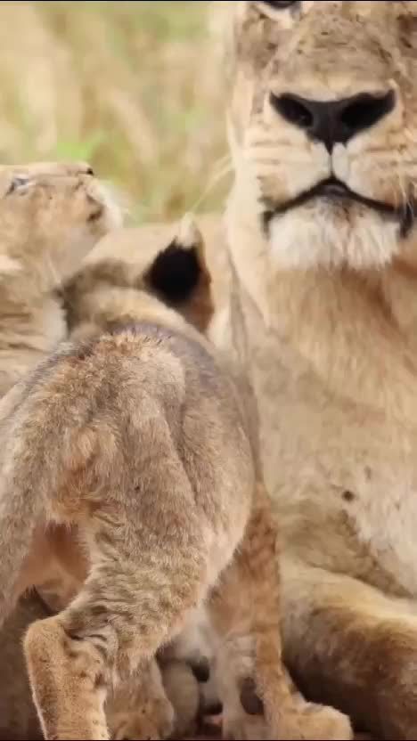  #RCTIPlus  #HOTrctiplus  #video #virall 