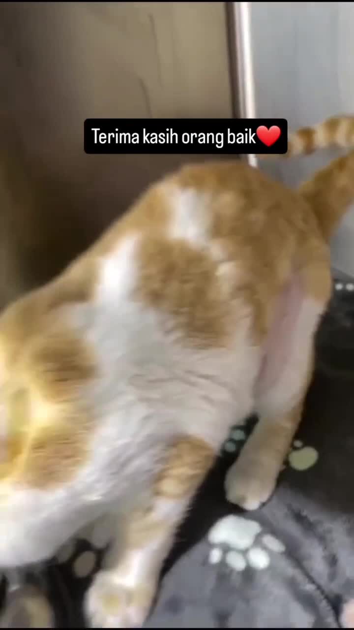 Terima kasih orang baik
#kucing #kucingindonesia #kucinglucubanget #videoviral #videolucu #videongakak #ngakak #HOTrctiplus