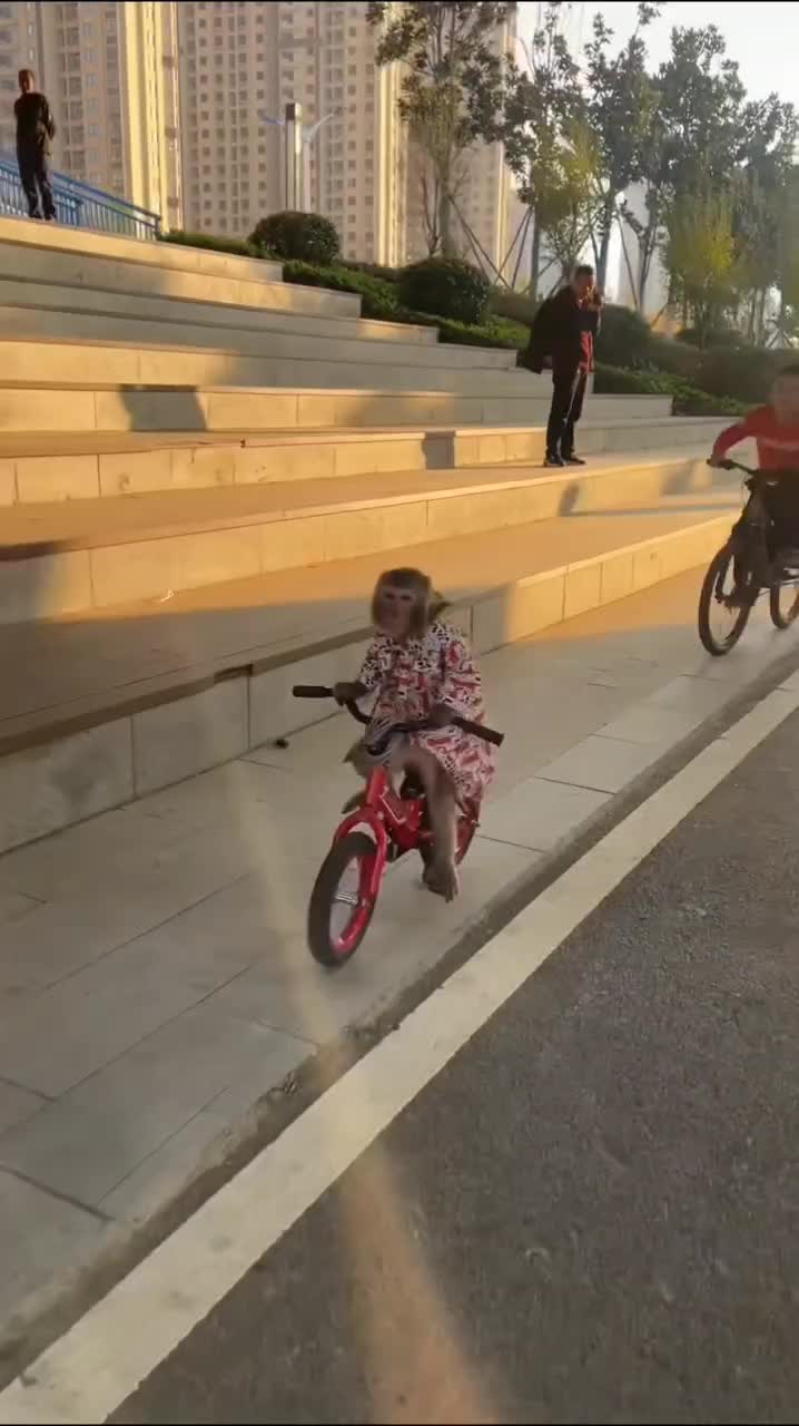 MONYET SEPEDAAN
#videolucu #komedi #comedy