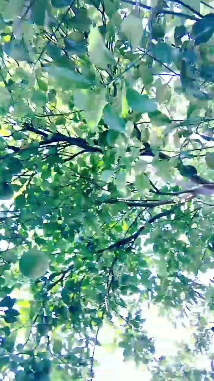 panen jeruk Bali gaes