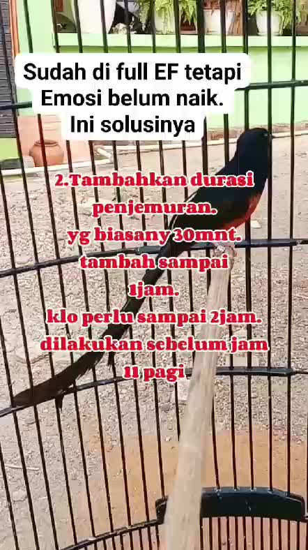 ini solusi nya! jika burung anda? 
 #RCTIPlus  #HOTrctiplus  #icrcti 
 #pecintaburungkicau 
 #kicaumania
 #burungkicau
