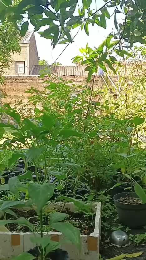 Cabai habis, beli ke pasar ✖️
Cabai habis, petik di kebun ✔️

#berkebun #petiksayuran #panensayuran #suasanadesa #cabai 