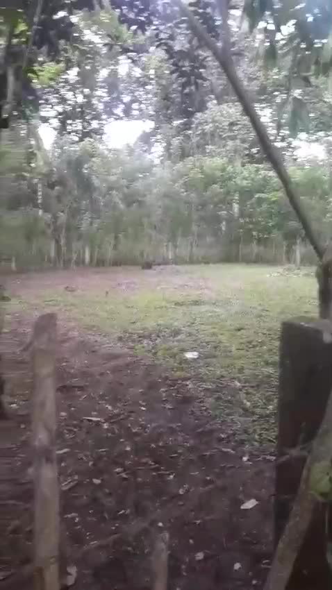 kebun
