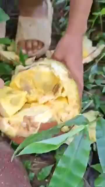 Jangan Coba-Coba Makan Buah Picung! Beracun Kalau Belum Diolah