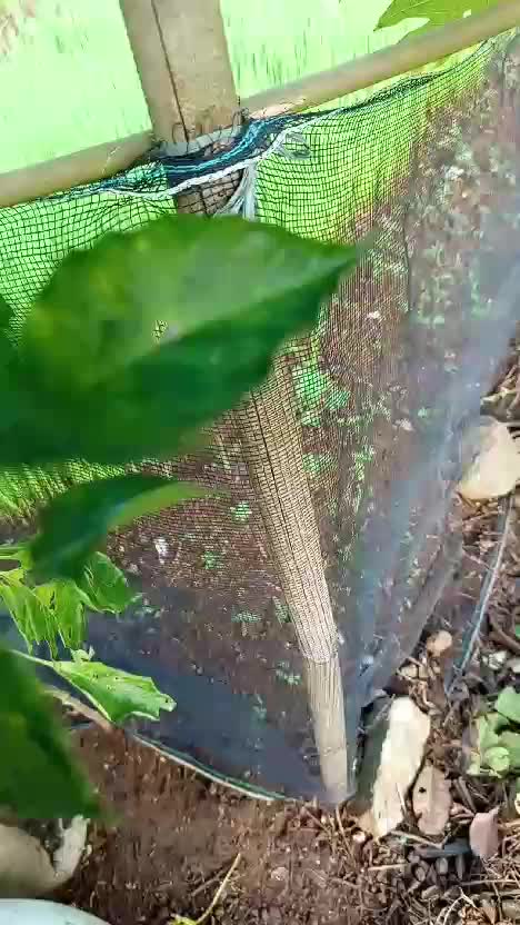 metik cabe#cabejumbo#panen cabe (cabe beneran) 