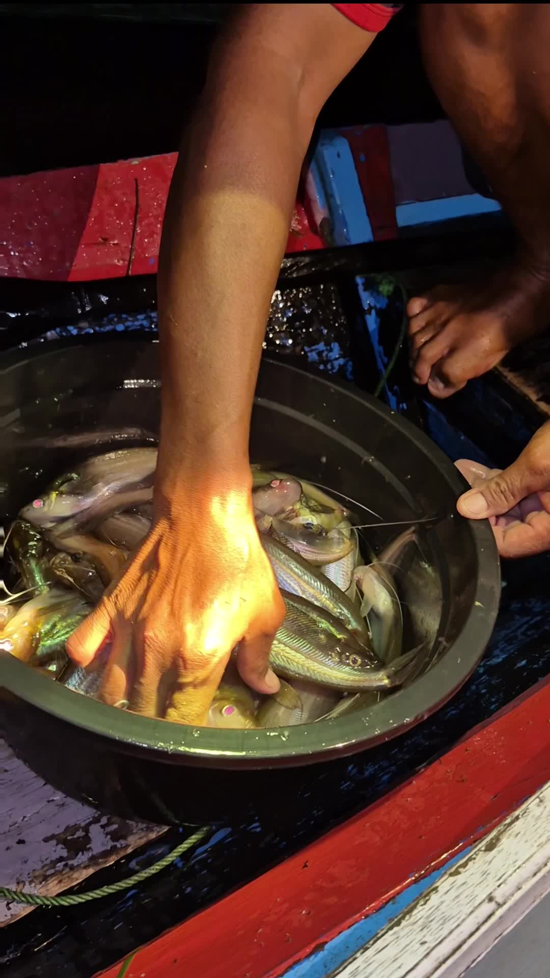 ikan lais grade restoran