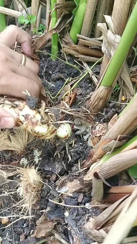 Lengkuas, sereh, dan daun salam dari kebun
Rempah-rempah pun jg ready stok di kebunku 🤗
#berkebun #berkebundirumah #lengkuas #sereh #daunsa