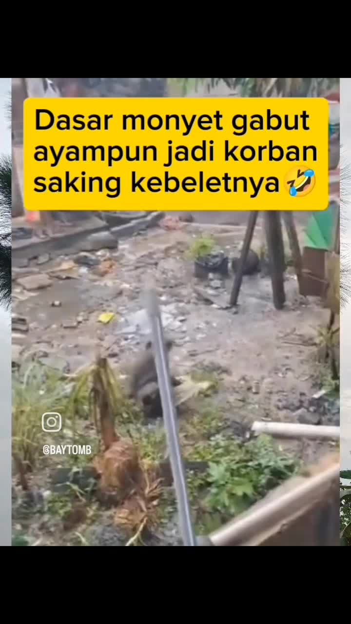 kasihan ayam nya #LAYANGKANGEN  #Ada yang tau ini monyet jenis apa? 