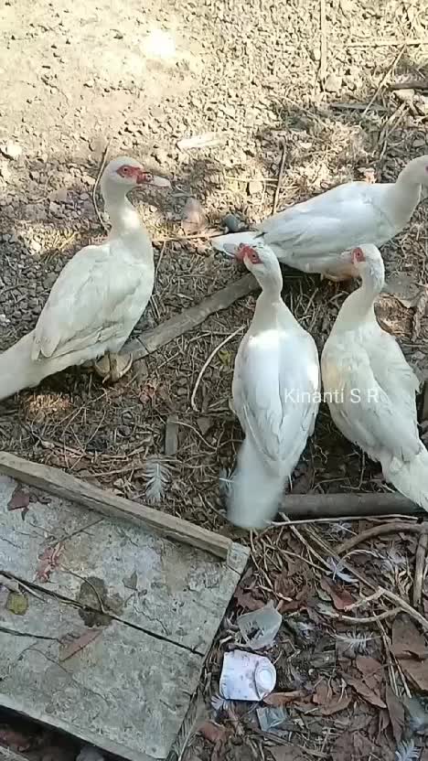 Petik daun kenikir, bukan untuk disayur, melainkan untuk makanan mentok peliharaanku 😁
#berkebun #berkebundirumah #hidupdidesa #hobiberkebun