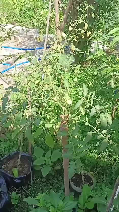 Suasana pagiku di desa. Melihat tanaman di kebun, sambil mendengar suara ayam peliharaan dan burung liar . #Berkebun #suasanapedesaan #hidup