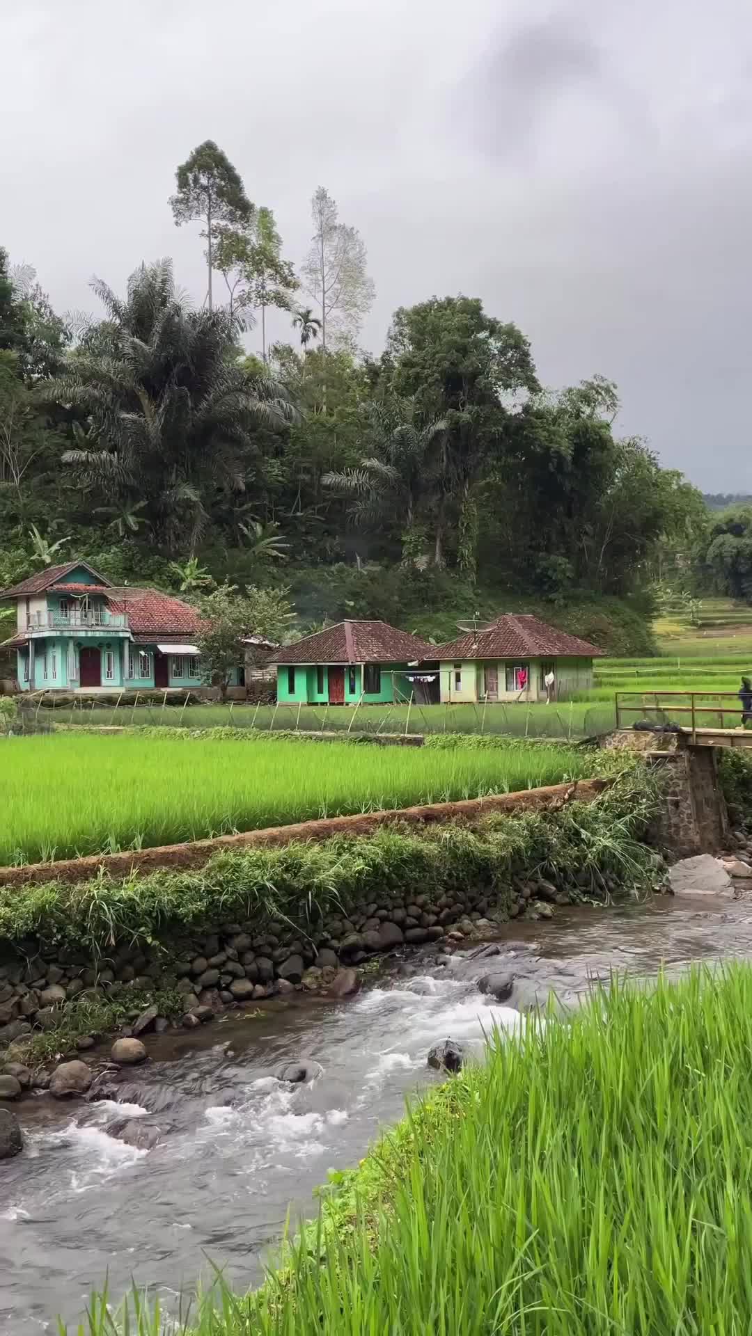 Suasana kampung yang tenang pinggir sungai yang jernih .
-
#reels #kampung #pedesaan #banjarwangi #suasanakampung