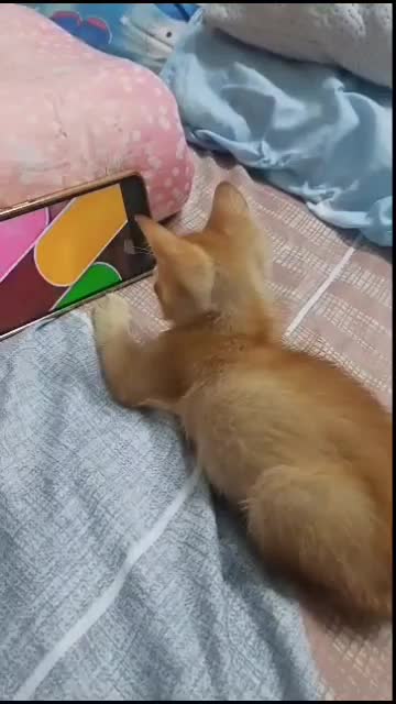 lagi nonton