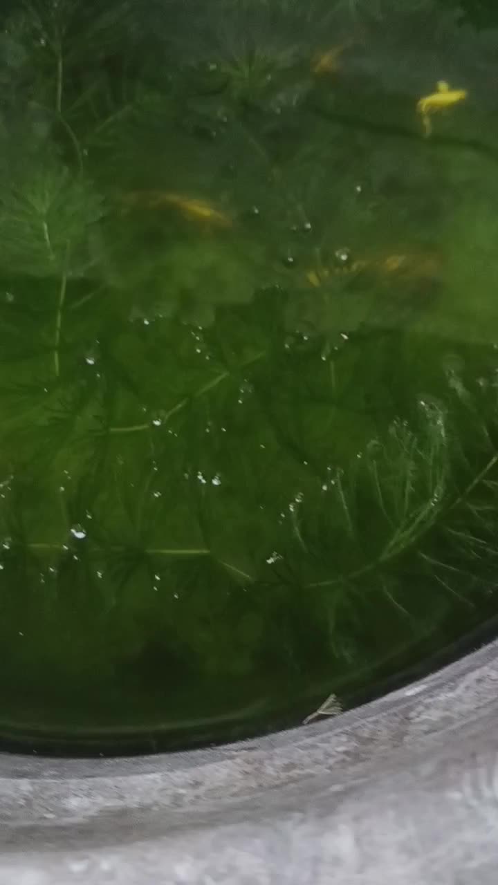 Lihat Peliharaan ikan