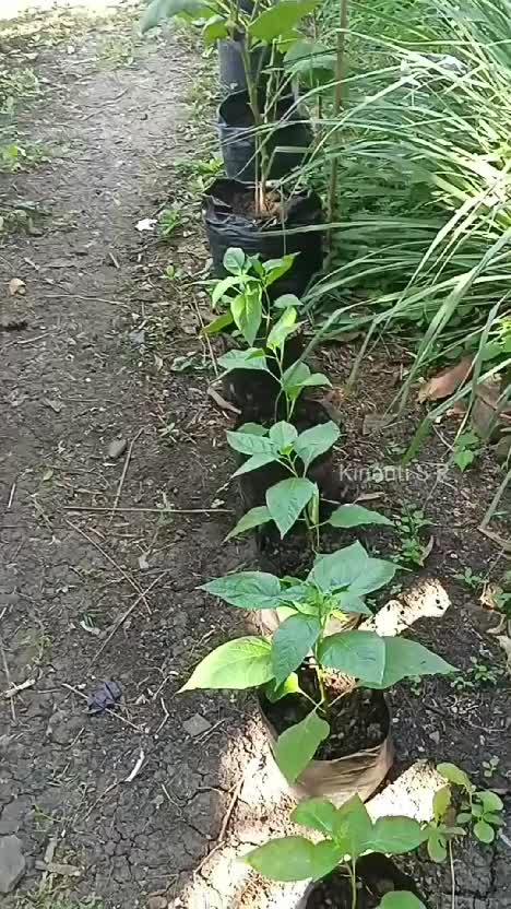 Petik apa hari ini? Sedikit demi sedikit ttp penuh syukur
#Berkebun #gardening #suasanapedesaan #hidupdidesa #petiksayur 